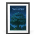 Camphor Tree Travel Poster
